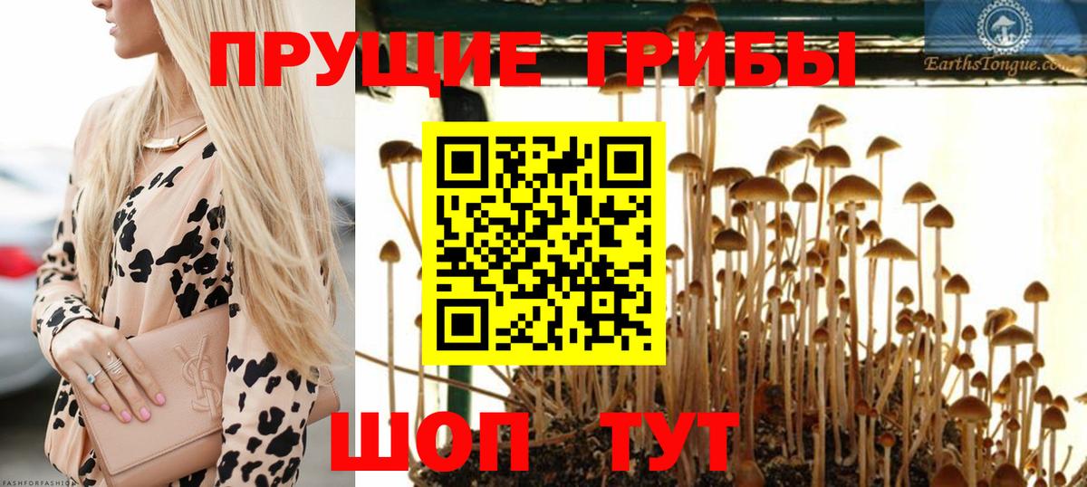 Прохладный  Галлюциногенные грибы прущие грибы  Галлюциногенные грибы GOLDEN TEACHER  Вход с VPN 