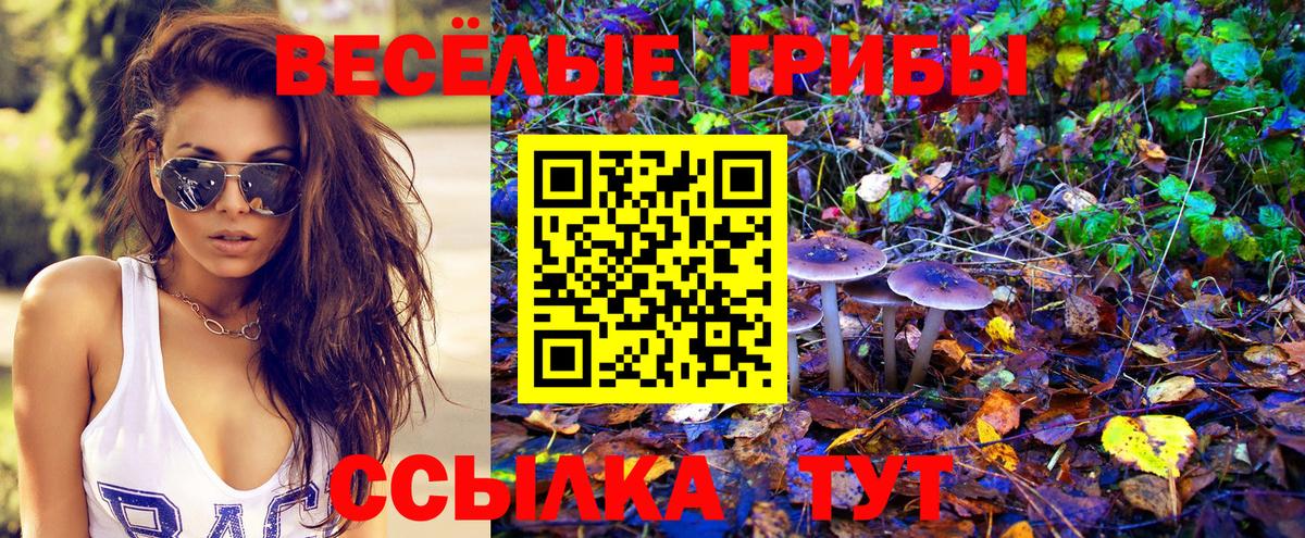 Псилоцибиновые грибы Cubensis Прохладный